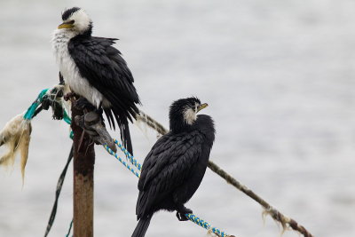 Little Shag
