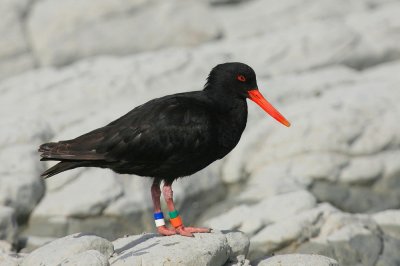 Kaikoura
