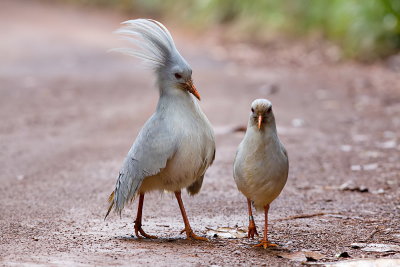 Kagu - endemic