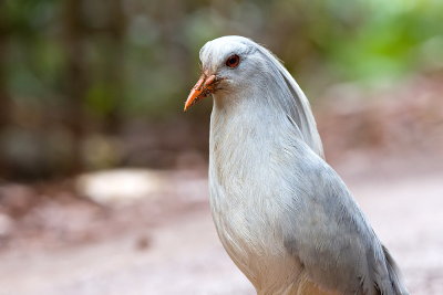 Kagu - endemic