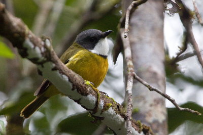 Melanesian Whistler (M)