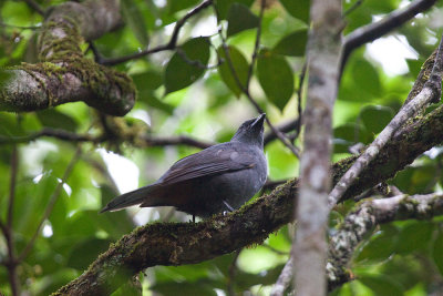 New Caledonian Cuckooshrike - endemic