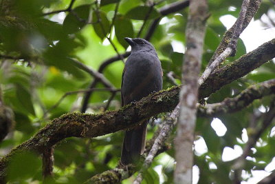 New Caledonian Cuckooshrike - endemic
