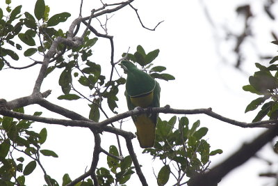 Cloven-feathered Dove - endemic