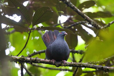 Goliath Imperial Pigeon - endemic