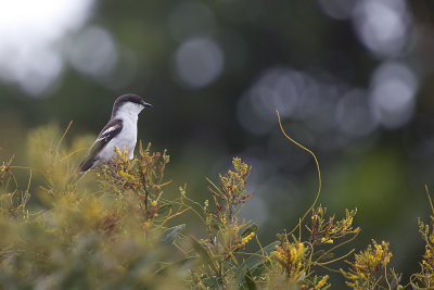 Long-tailed Triller