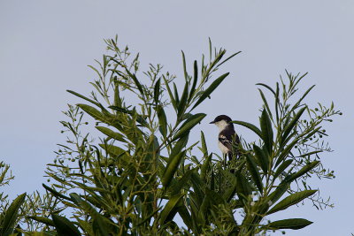 Long-tailed Triller