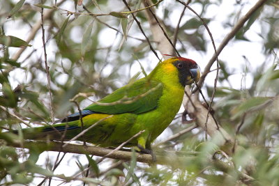 Horned Parakeet - endemic