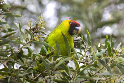 Horned Parakeet - endemic