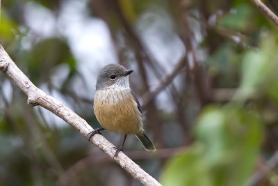Rufous Whistler (F) endemic