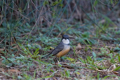 Rufous Whistler (M) endemic