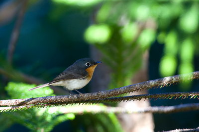 Melanesian Flycatcher