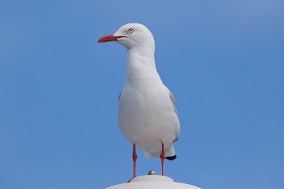 Silver Gull