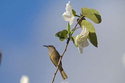 Grey-eared Honeyeater