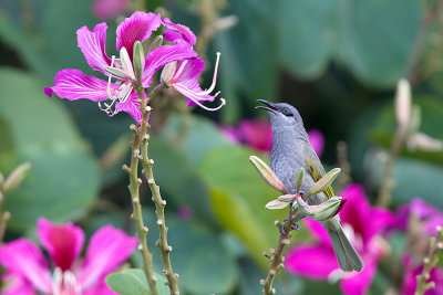 Grey-eared Honeyeater
