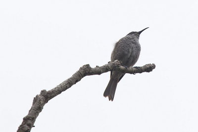 Barred Honeyeater - endemic