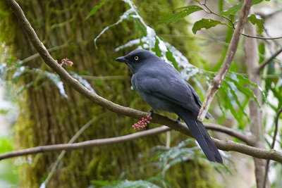South Melanesian Cuckooshrike