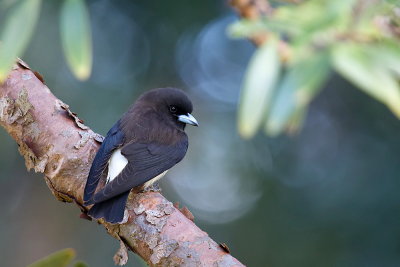 White-breasted Woodswallow