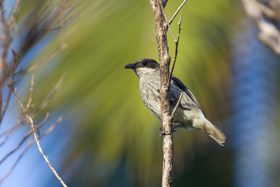 Polynesian Starling