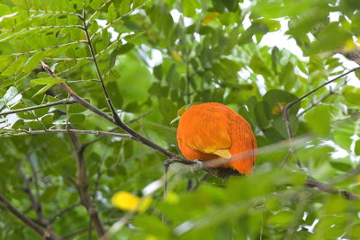 Orange Dove (M) - endemic