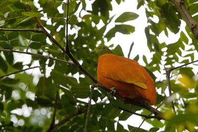Orange Dove (M) - endemic