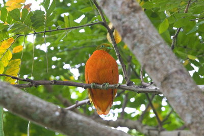 Orange Dove (M) -endemic