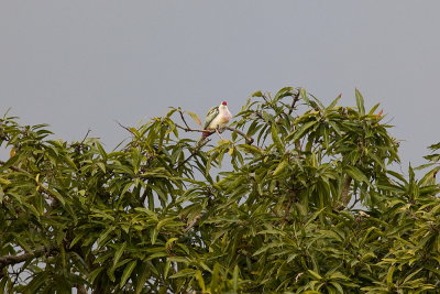 Many-coloured Fruit-dove
