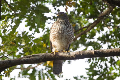 Fiji Goshawk (juvenile) - endemic