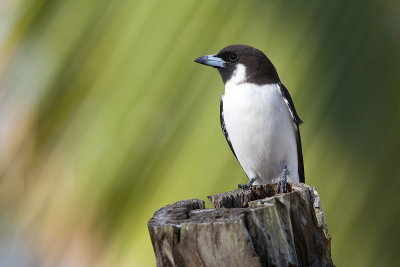 Fiji Woodswallow - endemic