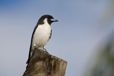 Fiji Woodswallow - endemic