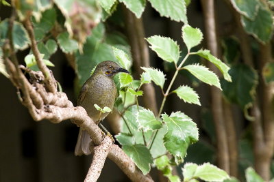Wattled Honeyeater