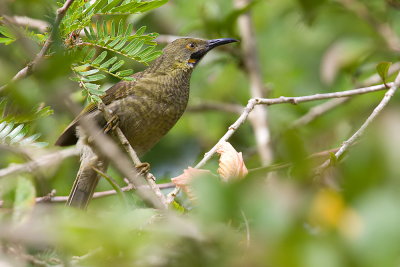 Wattled Honeyeater