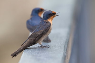 Pacific Swallow