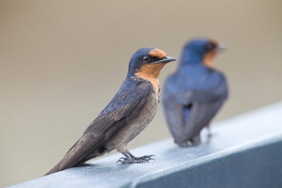 Pacific Swallow
