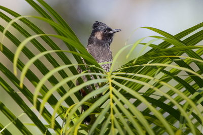 Red-vented Bulbul