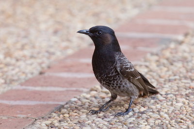 Red-vented Bulbul