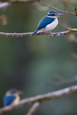 White-collared Kingfisher