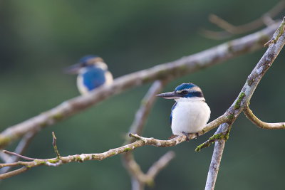 White-collared Kingfisher