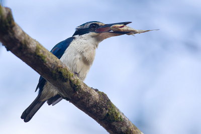 White-collared Kingfisher