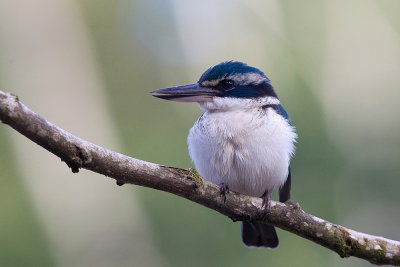 White-collared Kingfisher