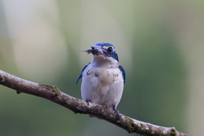White-collared Kingfisher