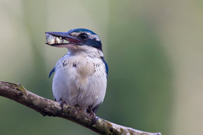 White-collared Kingfisher