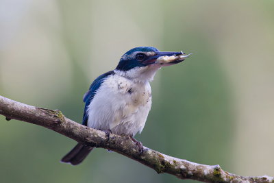 White-collared Kingfisher