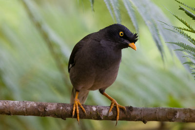 Jungle Mynah
