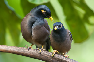Common Mynah