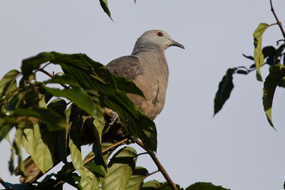 Barking Pigeon - endemic