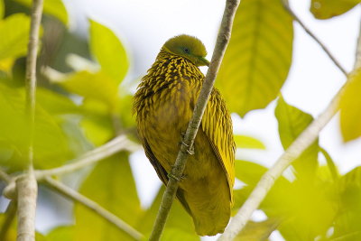 Golden Dove (M) - endemic