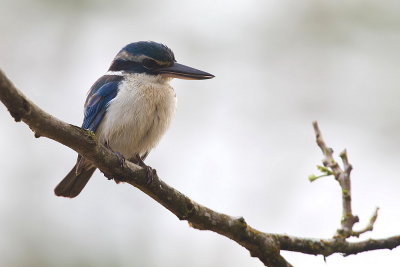 White-collared Kingfisher
