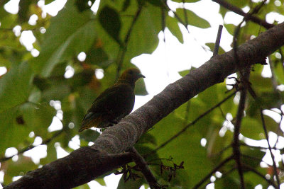 Kadavu Whistling Dove - endemic