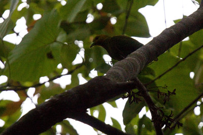 Kadavu Whistling Dove - endemic